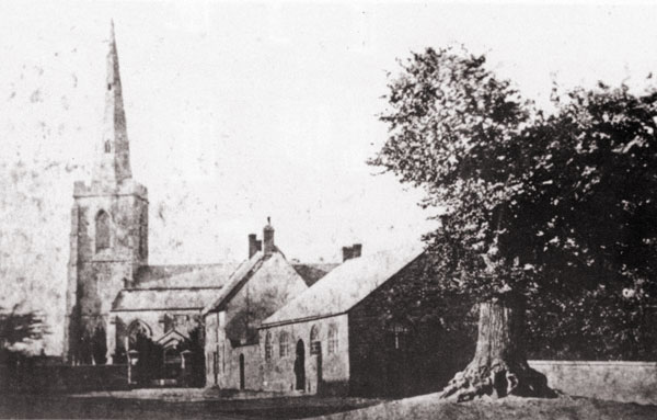 the old stocks tree