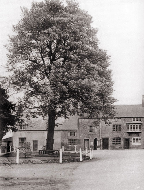 the victoria jubilee tree