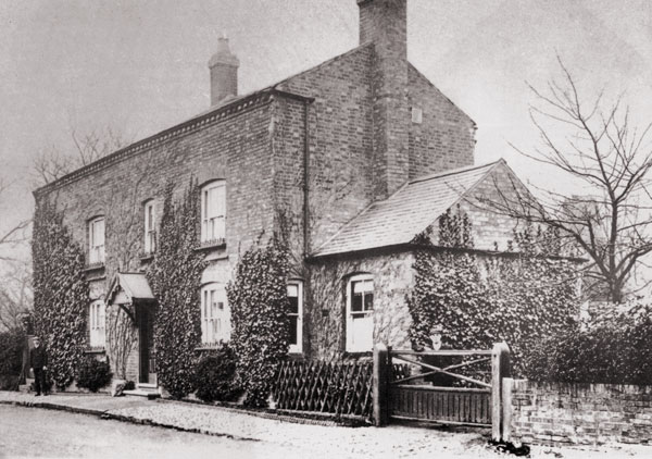 the sycamores along windsor street