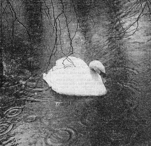 jasper the swan in the rain during july 1954